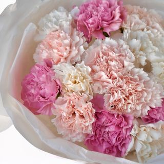 9 DUŻYCH KOLOROWYCH GOŹDZIKÓW DO WAZONU