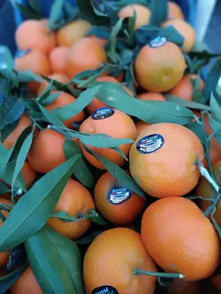 Clementini