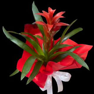 Guzmania