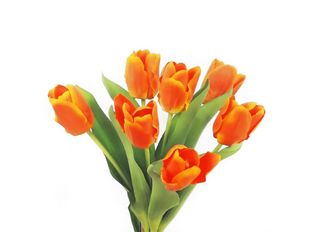 Оранжеви Лалета 7 бр