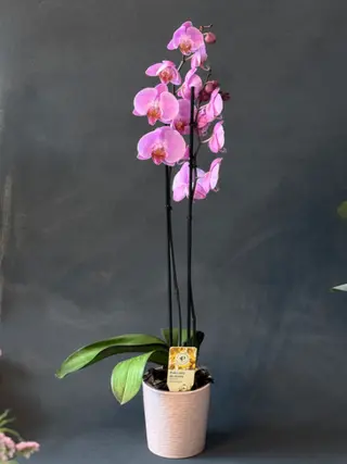 Orchidea w doniczce