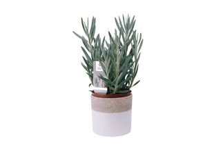 Aquarine sa keramičkom saksijom