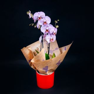 Orhidee cu vas inclus