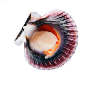 Zamburiña Gallega (6UD)