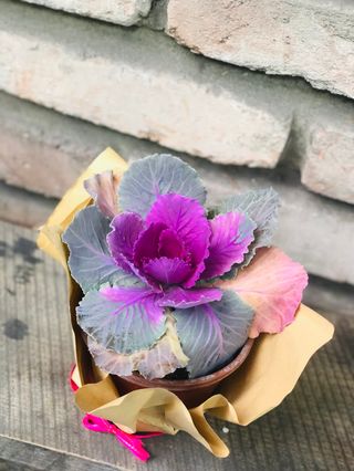 ბრასიკა 