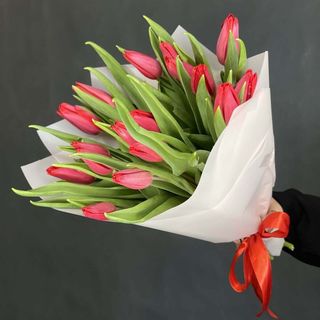 Czerwony tulipan 21szt.