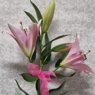 Lilium orientale