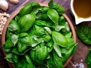 Базилік (20g)