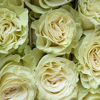 Троянда Мондіаль 60см