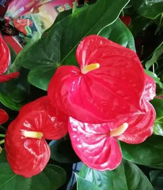 Anthurium rosso