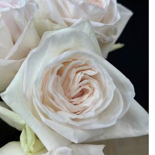 Троянда " White Ohara"