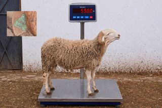 01281864 - 59 Kg