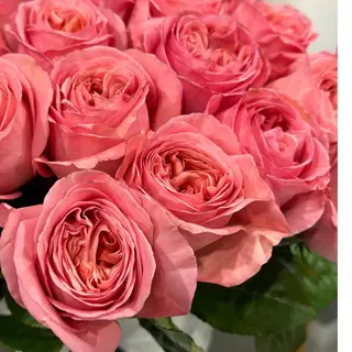 Троянда "Pink x-pression"