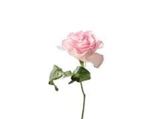 Rosa rosa grande