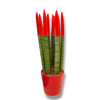 Sansevieria Cylindrica grande