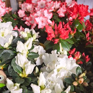 Piante di azzalea media 