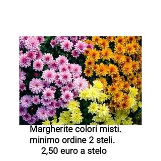 Margherite colori misti - 1 stelo