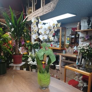 Orchidea in vaso vetro