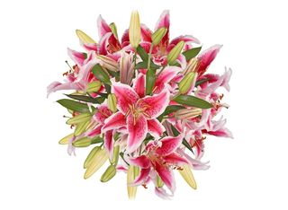 13 Лилиума, розови | 1 pieces