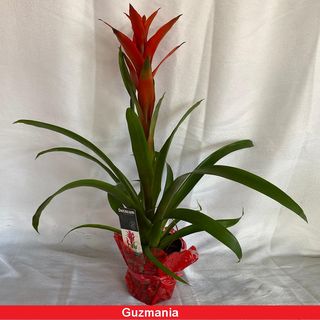 Ghiveci Guzmania