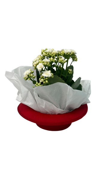 Kalanchoe în JOBEN