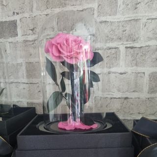 La rosa dell' amore 