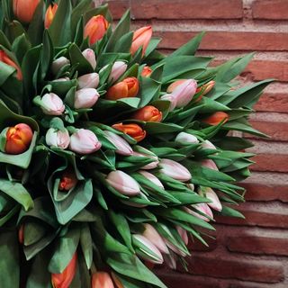TULIPANES VARIADOS De  20 Tulipanes  
