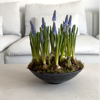 Centro de flores de muscari con base de fibra de vidrio