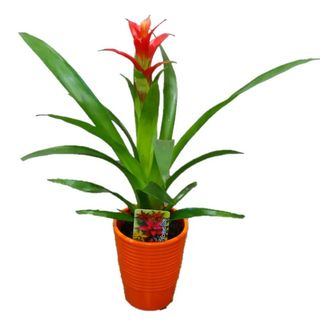 PLANTA BROMELIA TROPICAL