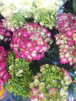 Ortenzia b colore grande 