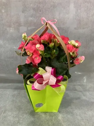 pianta di begonia