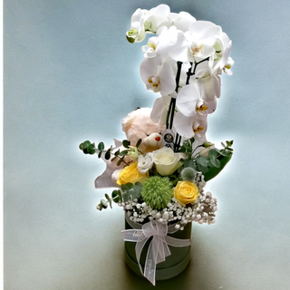 Orhideja i plišani meda u box-u