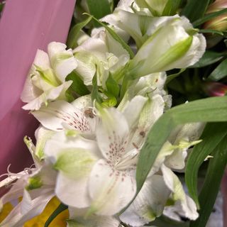 Алстромерия бяла (1бр)