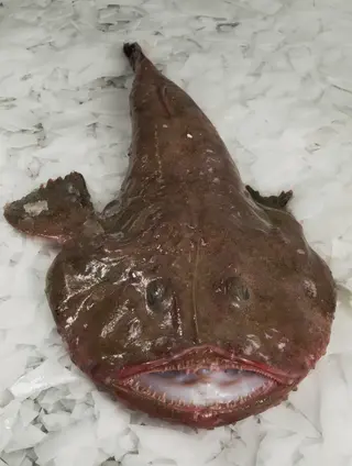 Grdobina 1- Lophius piscatorius MON