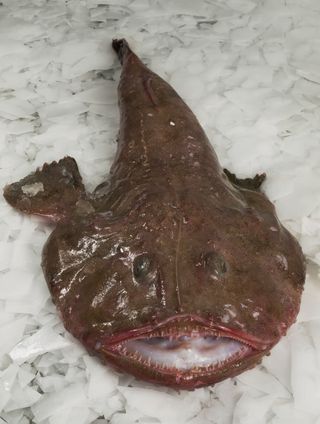 Grdobina 1- Lophius piscatorius MON