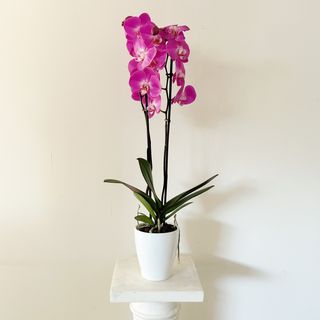 Orquídea  Grande Morada/Fucsia