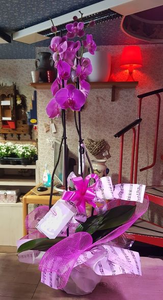 Orchidea phaleno, colore a sorpresa