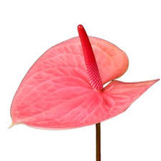 Anthurium