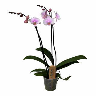 Orquídea Rosa
