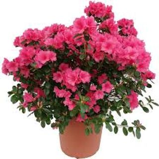 Azalea grande 
