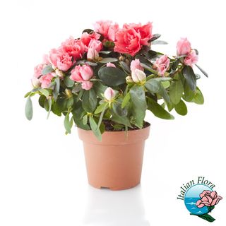 Pianta di azalea rosa