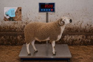 06349314 - 85 Kg