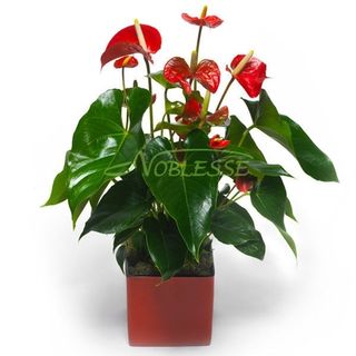 Ghiveci Anthurium