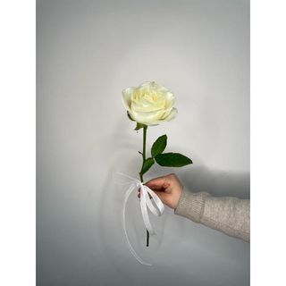 Biała Róża 60 cm, 1 szt