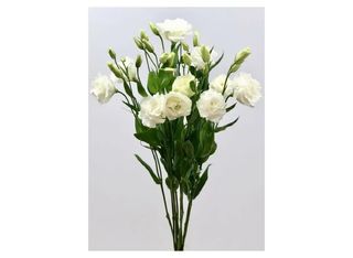 5 Еустоми, Бели | 1 piece