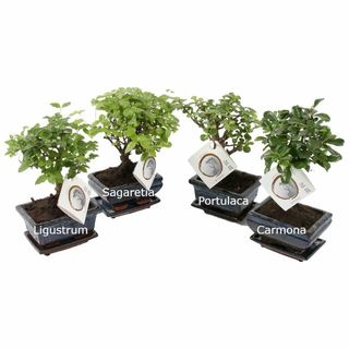 Bonsai Mixt cu Ghiveci Ceramic H20cm