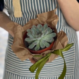 Камень Мудрости