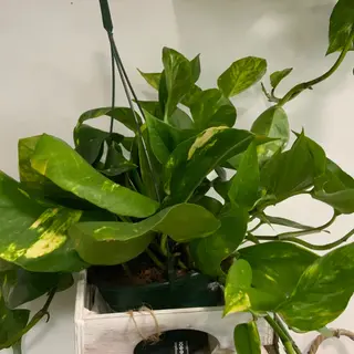 Pothos