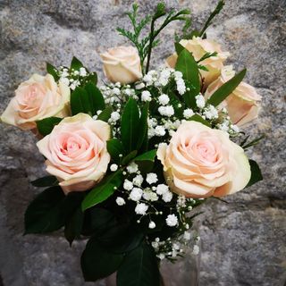 6 Rosas Rosas Para Regalo (Aprox. 50 cm.)