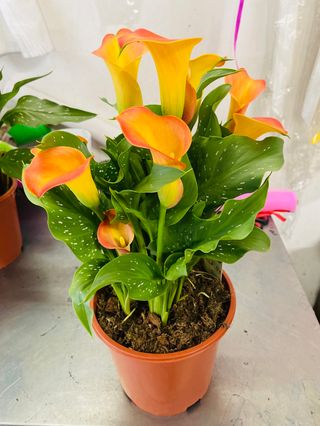 Pianta calla Arancione
